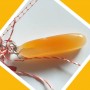Martisor Carneol